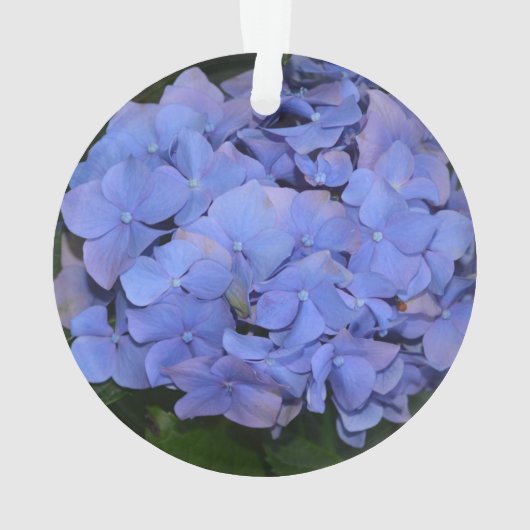 Hydrangea macrophylla violette rustique (dos)