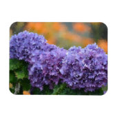 Hydrangea Magnet Magneet (Horizontaal)