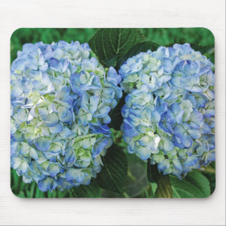Hydrangea Muismat