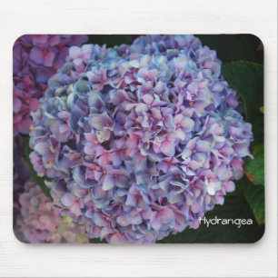 Hydrangea Muismat