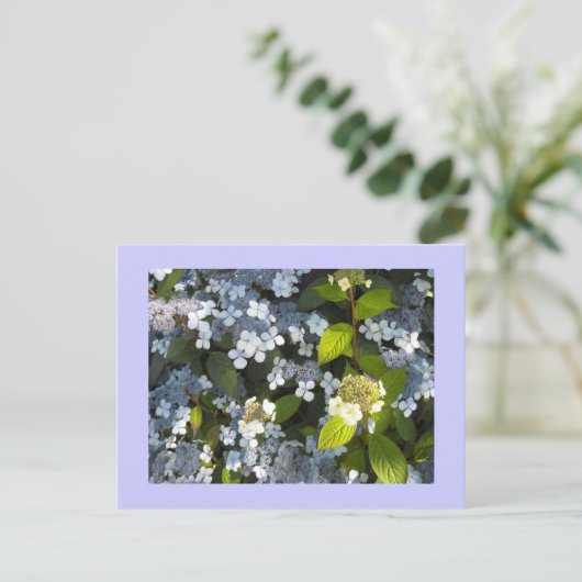 Hydrangea paniculata briefkaart (Staand voorkant)