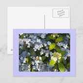 Hydrangea paniculata briefkaart (Voorkant / Achterkant)