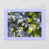 Hydrangea paniculata briefkaart (Voorkant)