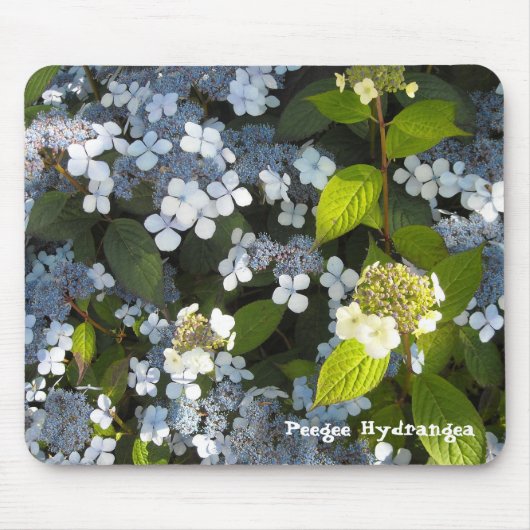 Hydrangea paniculata muismat (Voorkant)