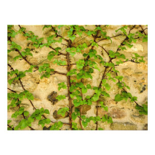 Hydrangea petiolaris foto afdruk