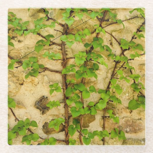 Hydrangea petiolaris glazen onderzetter (Voorkant)