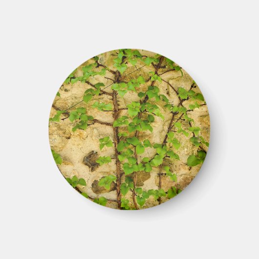 Hydrangea petiolaris magneet (Voorkant)