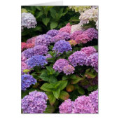 Hydrangea Photograph (Voorkant)
