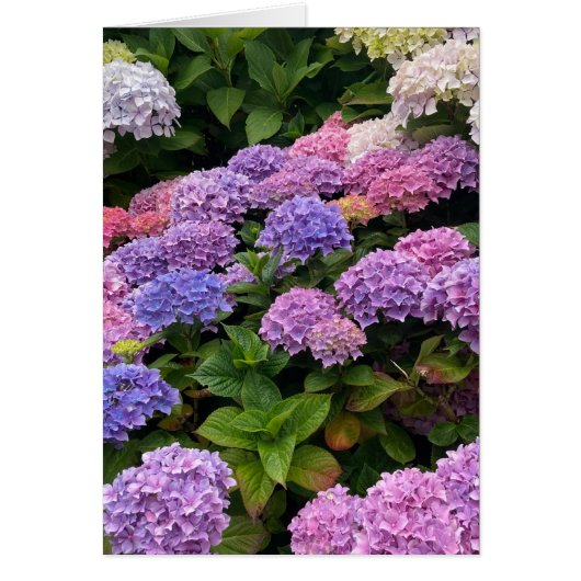Hydrangea Photograph (Voorkant)
