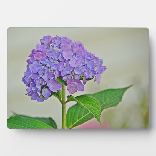 Hydrangea Plaque Fotoplaat (voorkant)