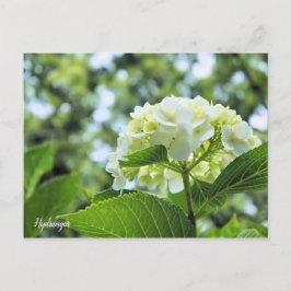 Hydrangea [Postcard] ポストカード Briefkaart