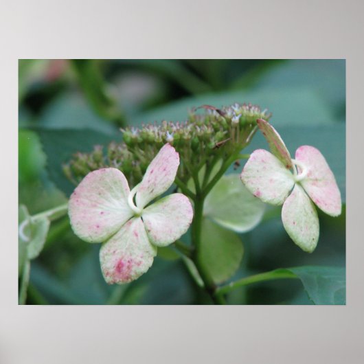 Hydrangea Poster (Voorkant)