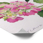 Hydrangea Poster (Hoek)