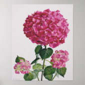 Hydrangea Poster (Voorkant)