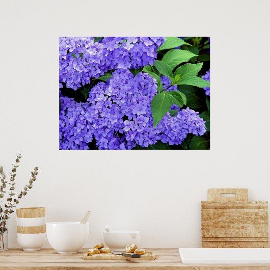 Hydrangea Poster (Keuken)