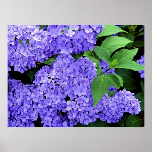 Hydrangea Poster (Voorkant)