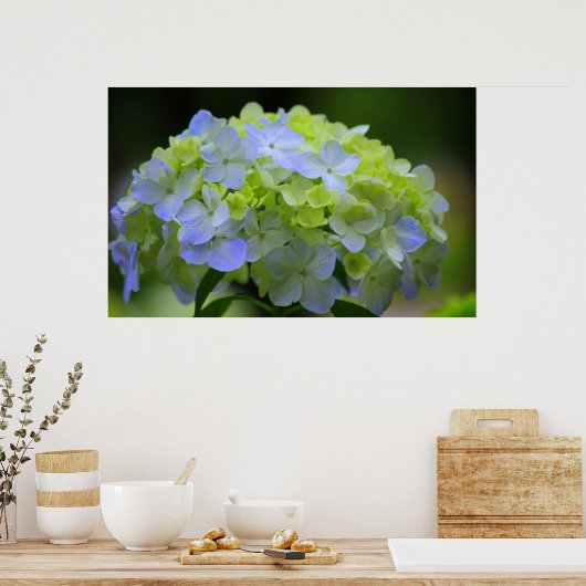 Hydrangea Poster (Keuken)