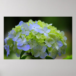 Hydrangea Poster