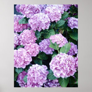 Hydrangea Poster
