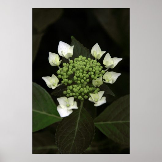Hydrangea Poster (Voorkant)
