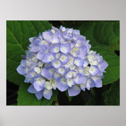 Hydrangea Poster (Voorkant)