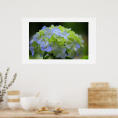 Hydrangea Poster (Keuken)