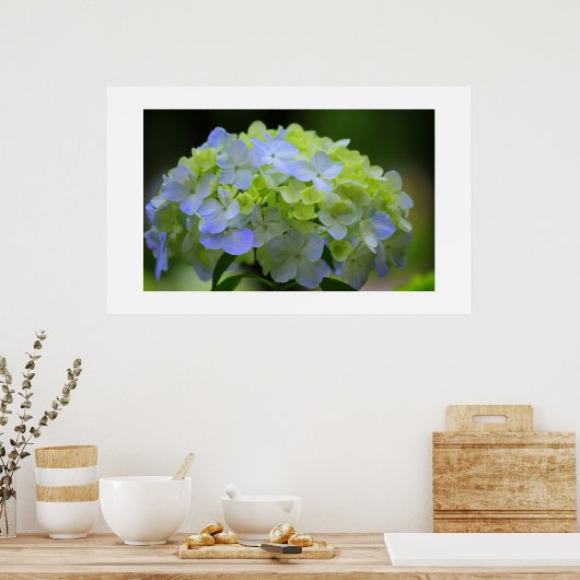 Hydrangea Poster (Keuken)