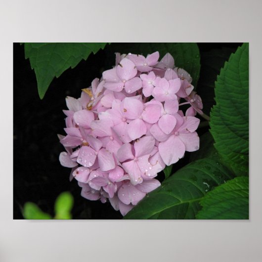 Hydrangea Poster (Voorkant)