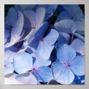Hydrangea Print