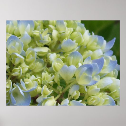 Hydrangea Print (Voorkant)