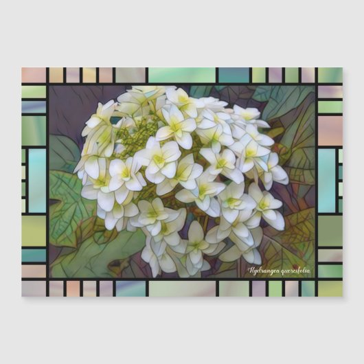 Hydrangea quercifolia [Magnet Card] (Voorkant)