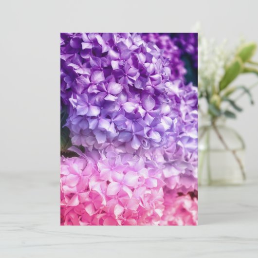 Hydrangea Rainbow (Staand voorkant)