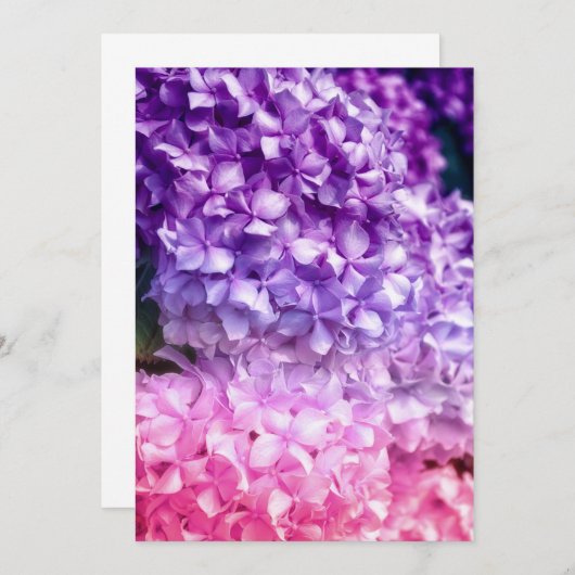 Hydrangea Rainbow (Voorkant / Achterkant)