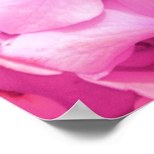 Hydrangea Rainbow Poster (Hoek)