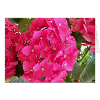 Hydrangea rose