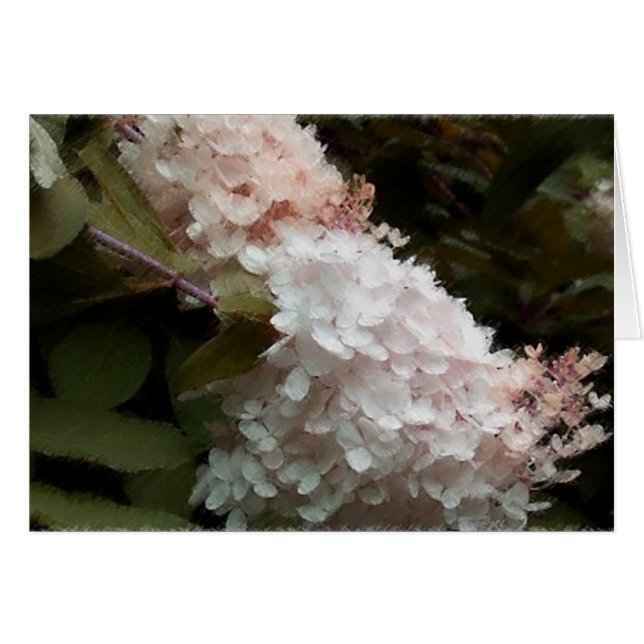 Hydrangea rose (Devant horizontal)