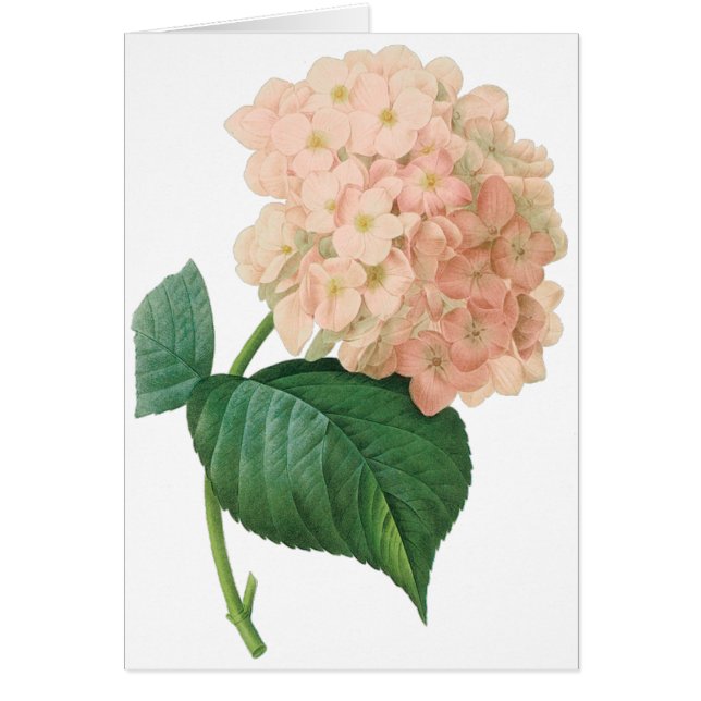 Hydrangea Rose Vintage Hortensia par Redoute (Devant)