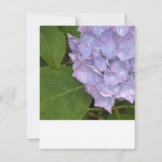 Hydrangea RSVP Reply Kaart (Achterkant)