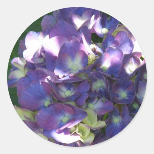 Hydrangea Stickers (Voorkant)