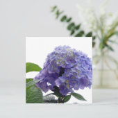 Hydrangea Struik Kaart (Staand voorkant)