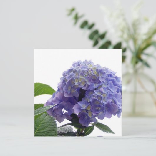 Hydrangea Struik Kaart (Staand voorkant)