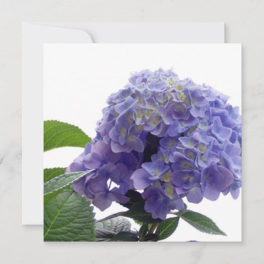 Hydrangea Struik Kaart (Voorkant)