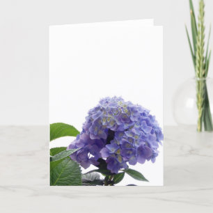 Hydrangea Struik Wenskaart Kaart