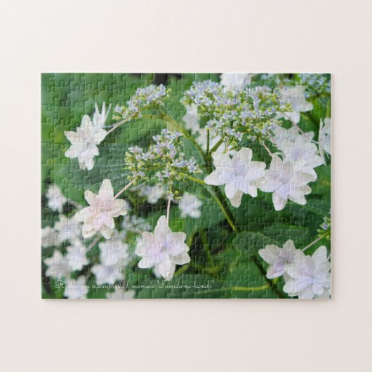 Hydrangea 'Sumida-no-hanabi' [Legpuzzel: 252P] Legpuzzel (Horizontaal)