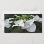 Hydrangea Sympathie Dank u fotokaart Bedankkaart (Achterkant)