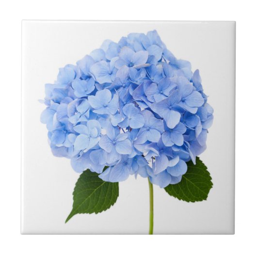 Hydrangea Tegeltje (Voorkant)