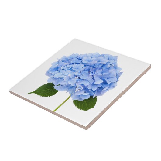 Hydrangea Tegeltje (Zijkant)