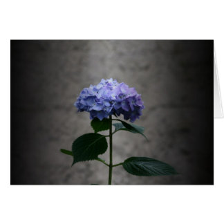 "hydrangea" van Larry Coressel