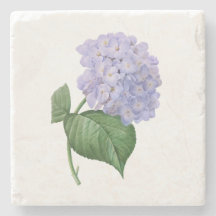  hydrangea  ventilator