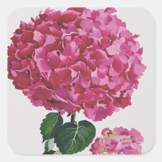 Hydrangea Vierkante Sticker (Voorkant)